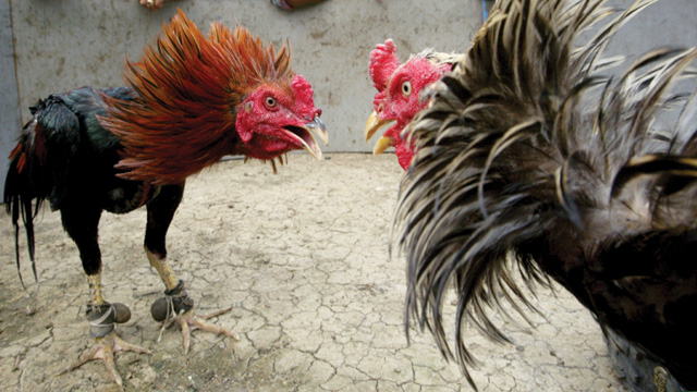 Beberapa Tips Merawat Ayam Sabung Paling Efektif
