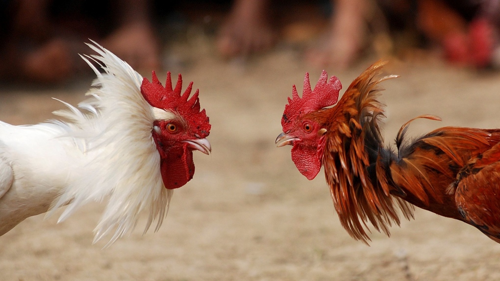 Peraturan Sabung Ayam